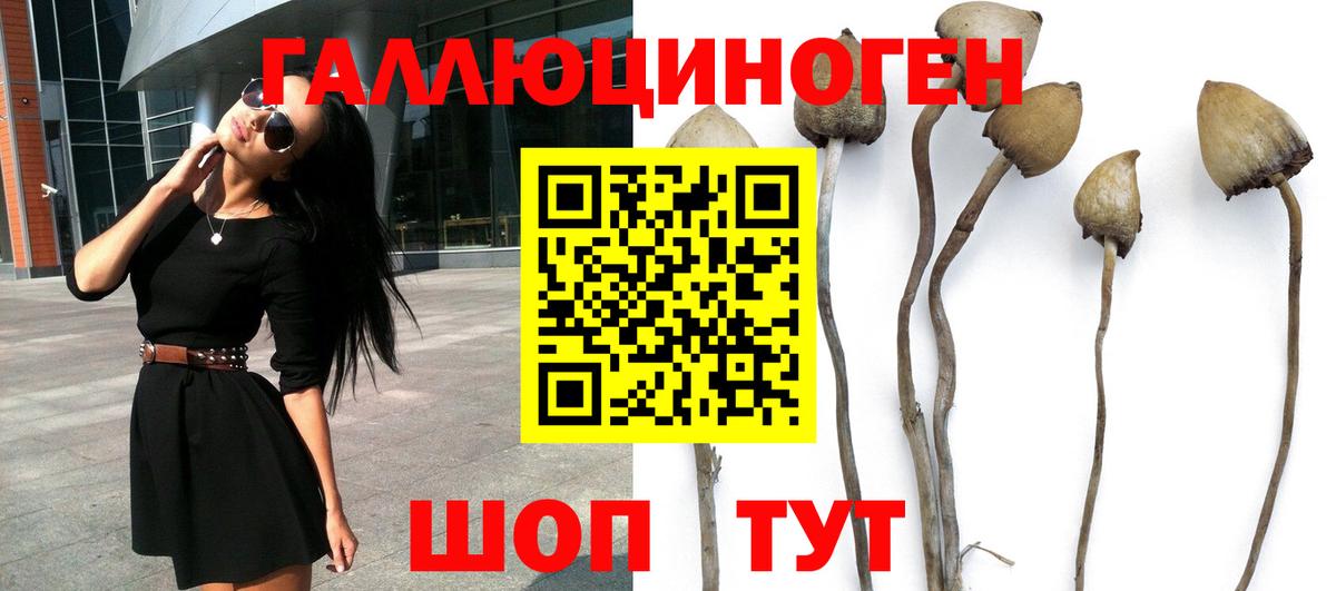Галлюциногенные грибы Cubensis Обь